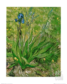 Vincent Van Gogh - The Iris